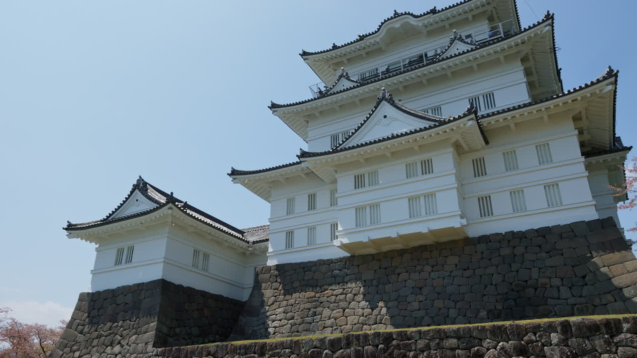 Panning shot of Odawara Castle keep with blooming cherry blossoms in spring, Japan