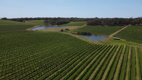 Sobrevuelo-Aéreo-Hermoso-Campo-De-Uva-De-Viñedo-Y-Lago-Natural-Durante-El-Día-Soleado-En-Una-Granja-Del-Río-Margaret,-Australia