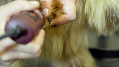 dog in pet grooming salon