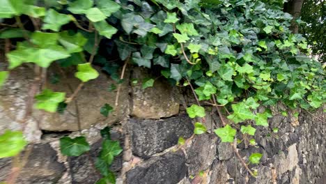 ivy growing on a stone wall