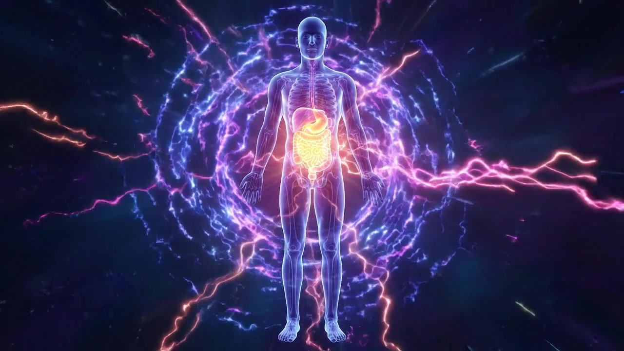 Digital Human Anatomy Model with Glowing Digestive System
