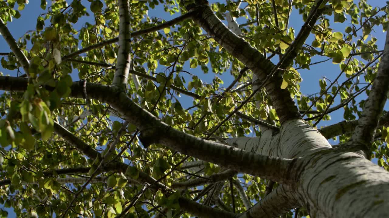 파란색 배경의 바람에 자작나무 덤불