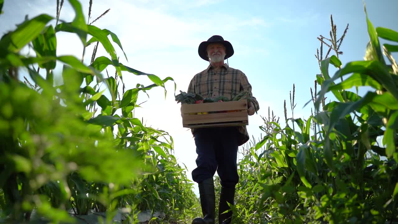 vista de gran angular del granjero que lleva una caja de vegetales orgánicos mira la cámara a la luz del sol agricultura campo de granja cosecha jardín nutrición orgánico fresco retrato al aire libre cámara lenta