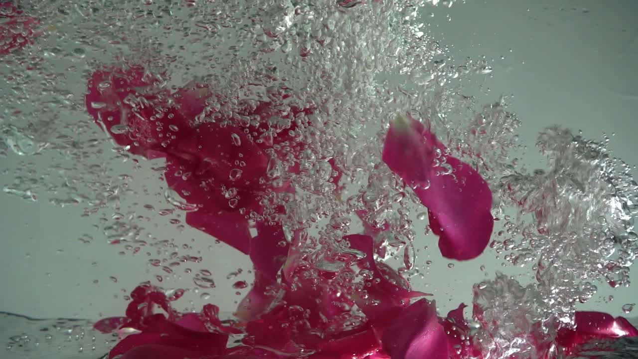 Roseblader faller i vann. Bakgrunn. Sakte film