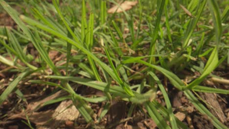 Foto-Reveladora-De-Hongos-De-Campo-Que-Crecen-En-El-Bosque,-Nueva-Zelanda