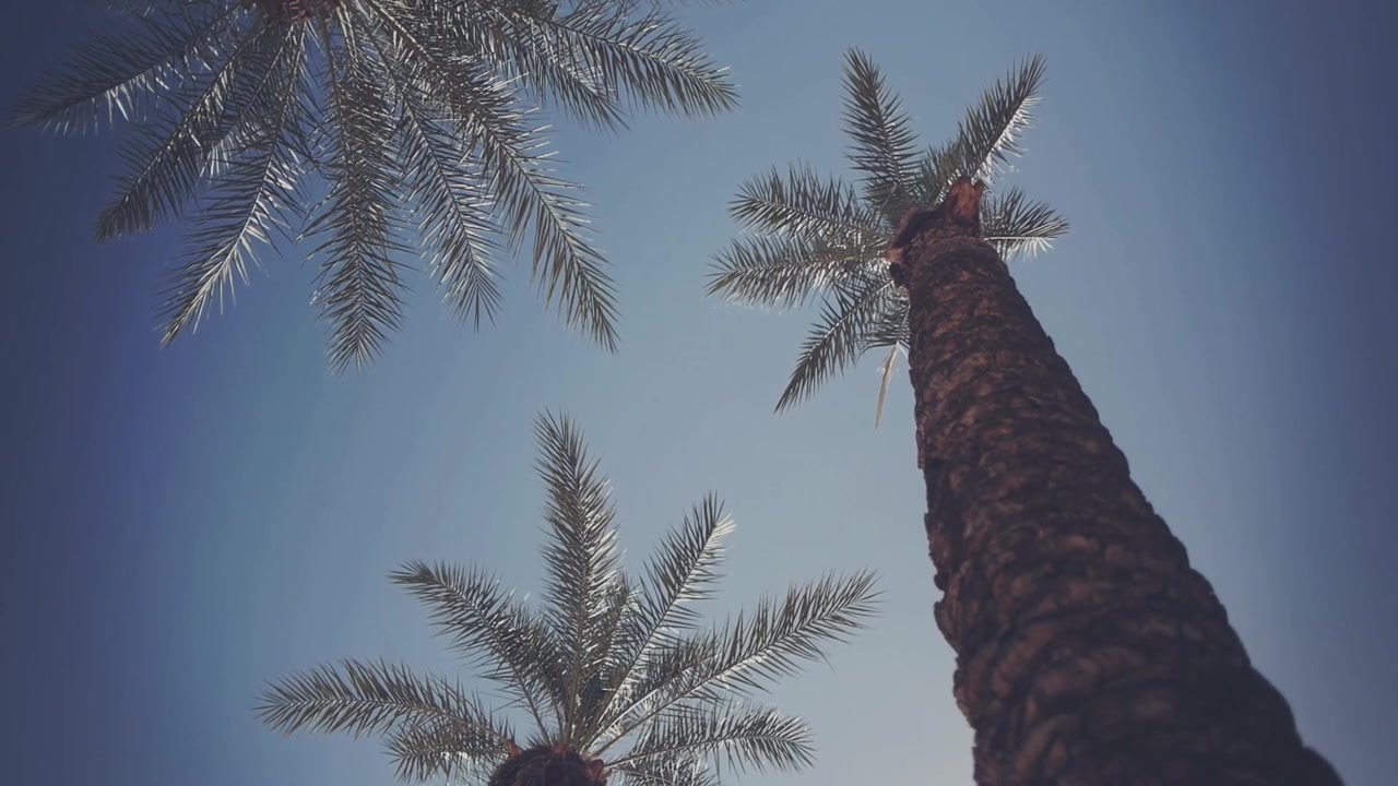 Tropical Palm Trees Swaying Against a Sunny Blue Sky