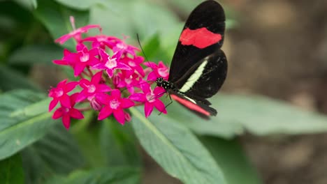 mariposa de cerca 01