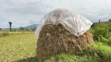 rice wheat hay bale in iran rice field land agriculture industry and farmer market in harvest season in iran cereal country side organic nature base business local people in rural area food product