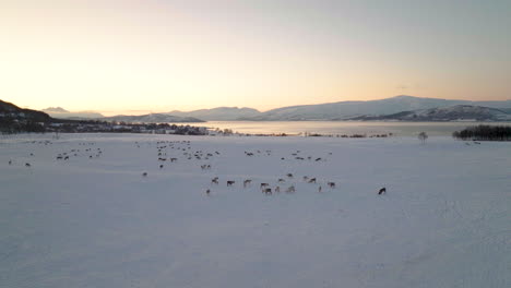 Antena---Pastos-De-Invierno-Nevados-Con-Manada-De-Caribúes-Domesticados