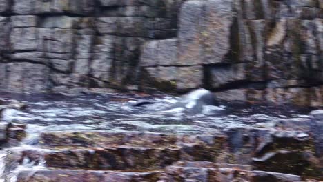 Two-seals-fighting-before-separating-and-going-different-sides-of-a-pool