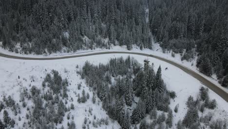 carretera nevada en el bosque