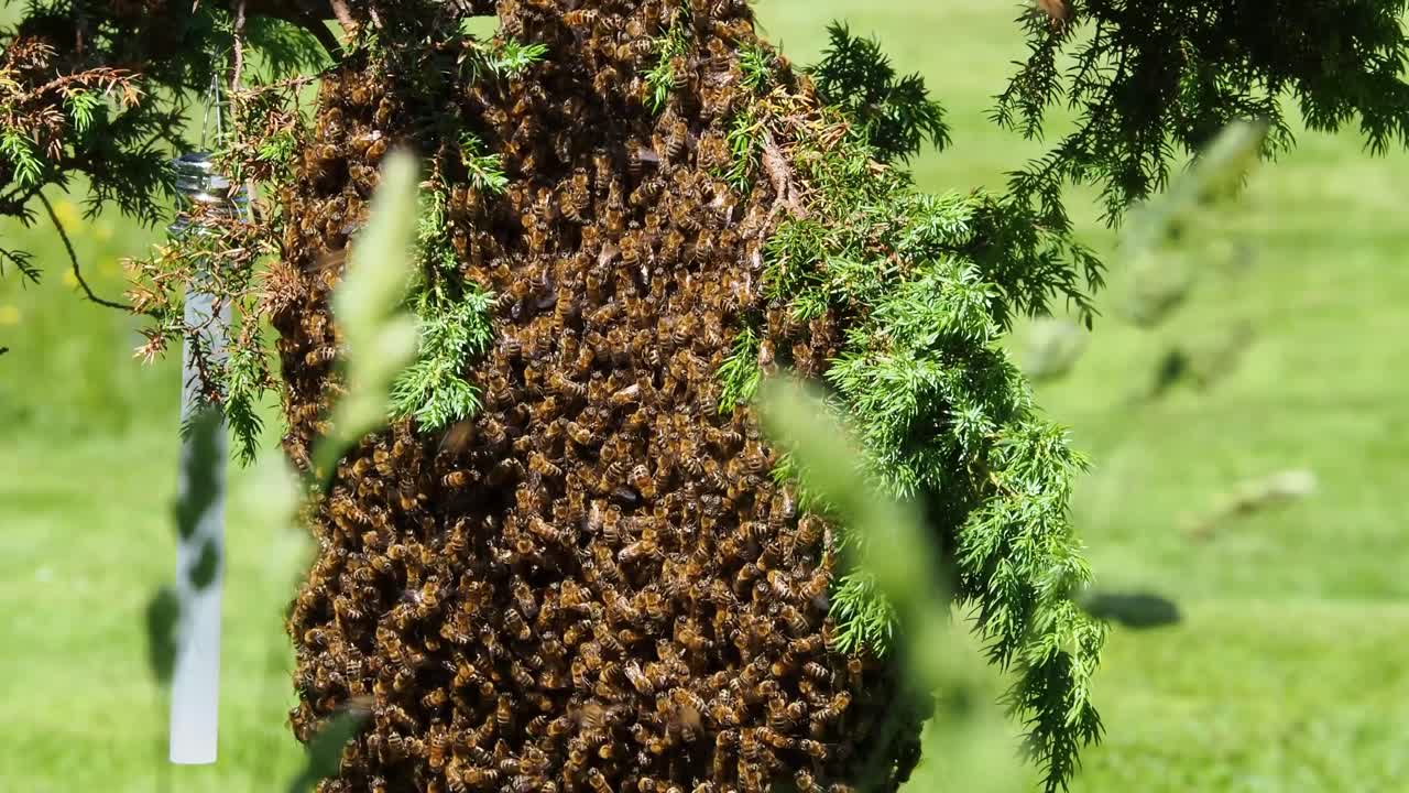 작은 나무 가지 에 여왕 벌 을 둘러싸고 있는 벌 들 의 무리 의 정적  ⁇