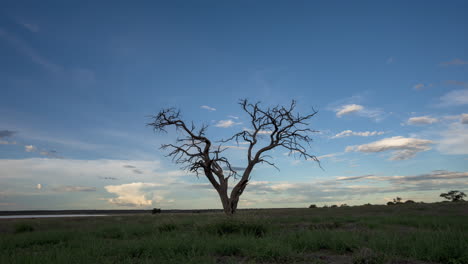 Einsamer-Toter-Baum-Inmitten-Einer-Wiese-Mit-Wolken,-Die-über-Den-Himmel-Ziehen,-Während-Es-Im-Zentrum-Von-Kalahari,-Botswana,-Dunkler-Wird---Zeitraffer