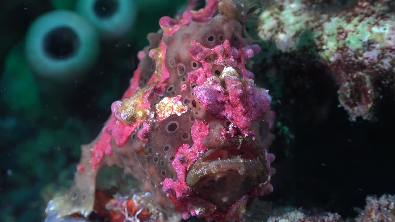 짙은 녹색 사마귀 개구리가 카메라 앞에서 총을 닫습니다.