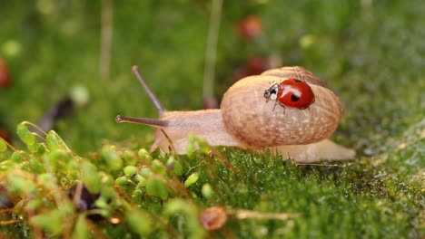 un primer plano de la vida silvestre de un caracol y una mariquita en la luz del atardecer.