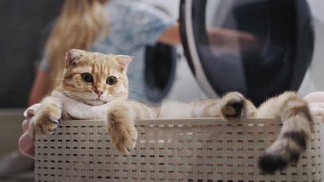 A-young-woman-takes-out-laundry-from-the-washing-machine,-a-ginger-cat-sits-in-the-foreground.