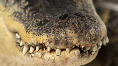 american alligator - close up on nostrils breathing as mouth his closed