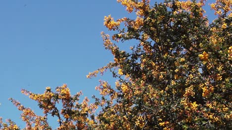 Orange-berries-on-a-large-plant-in-a-garden-area