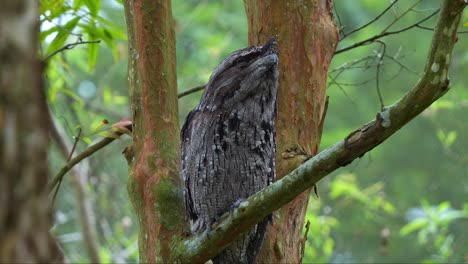 close up shot of a tawny frogmouth, podargidae, perching motionless on tree branch, camouflage to avoid detection, blend in with the colour and texture of tree bark and woodland forest environment