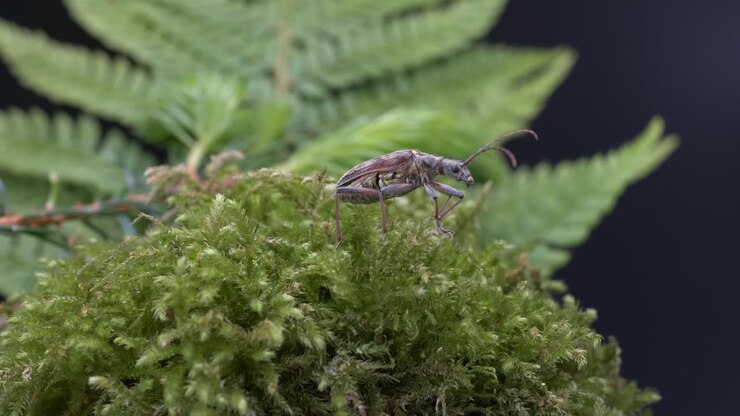 Crawling Rhagium Bifasciatum Then Fly Away