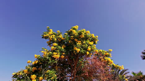 hermoso arbusto amarillo en flor en un paisaje tropical, vista desde abajo