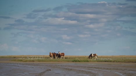 Grupo-De-Caballos-En-Escenarios-Costeros-En-Læsø,-Dinamarca