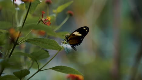 brown butterfly perched on a flower - close up