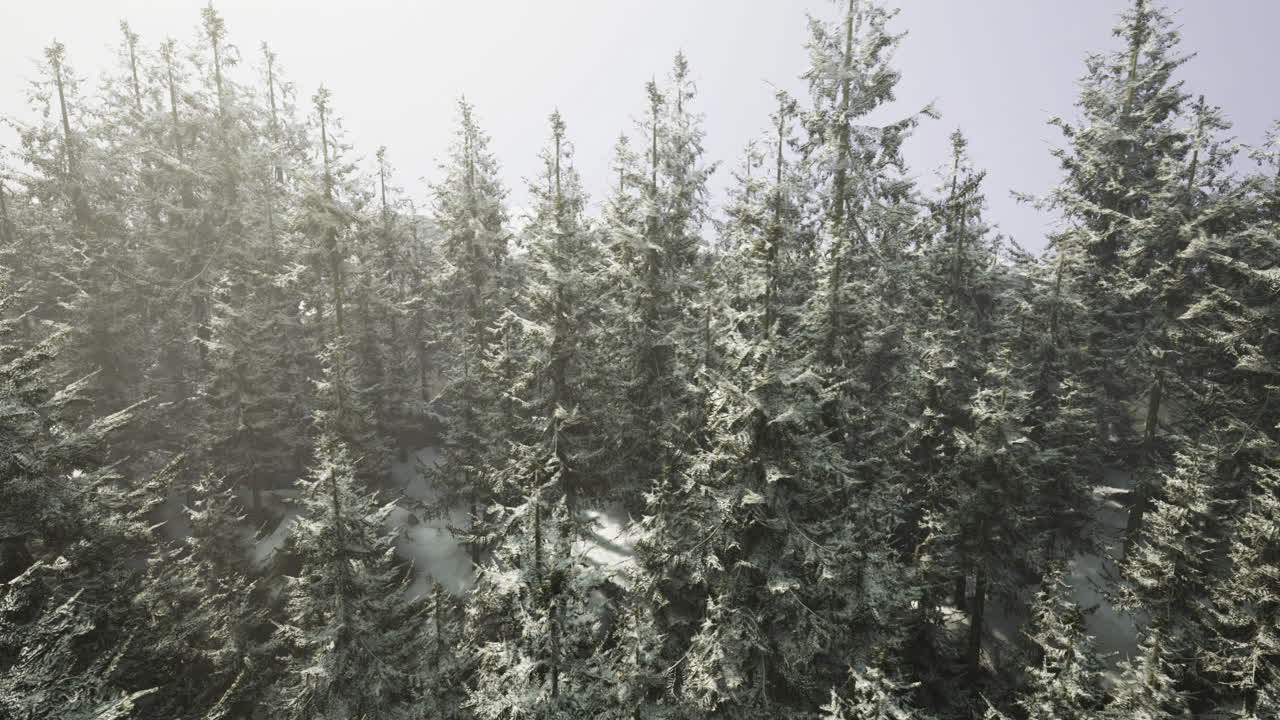 Snow covered forest in a foggy winter morning with tall evergreen trees