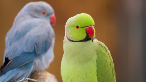 dos pájaros periquitos verdes y azules con anillos de rosas encaramados en una rama mirando a la cámara