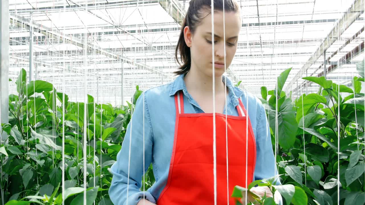 mujer examinando una planta 4k