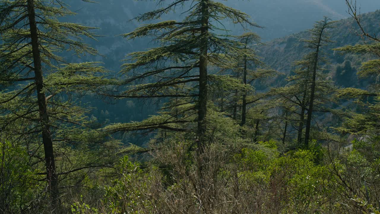 árboles en el campo francés con montañas