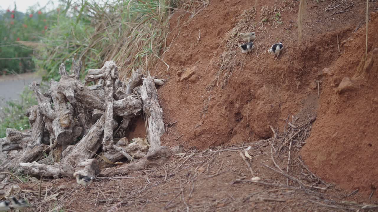 Hen and Chicks by a Pile of Dirt