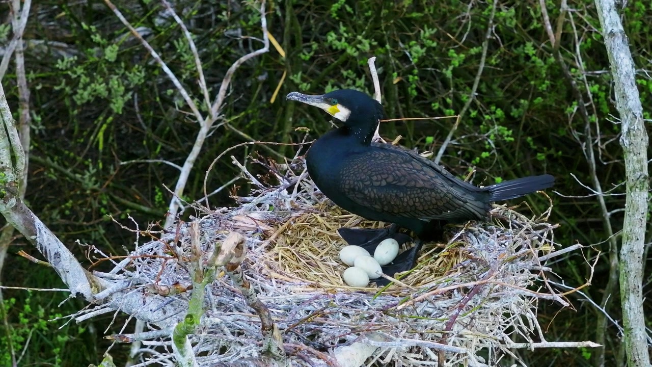 Great cormorant stands over pale eggs in a twig nest during the breeding season
