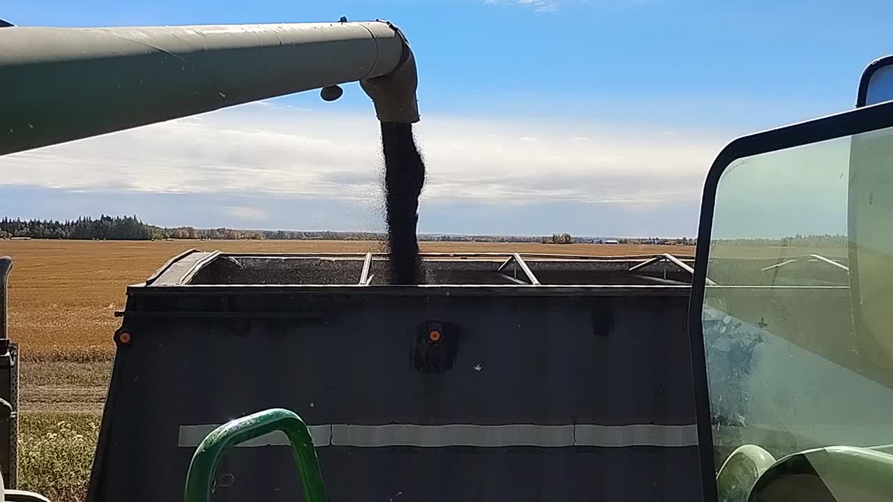 Unloading canola from a combine into a semi trailer