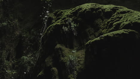 moss covered rocks in a cave