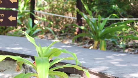 people walking by a green plant on a path