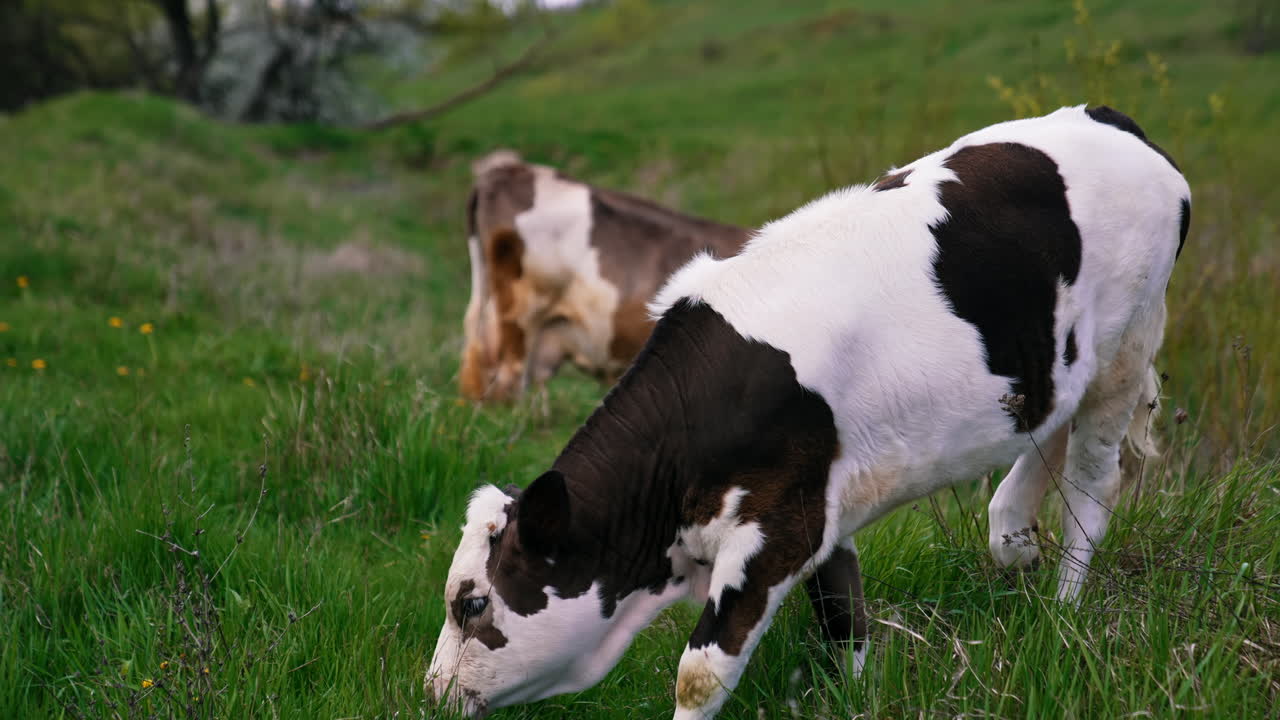 Herd cattle on green pasture. Cows eating grass on beautiful meadow