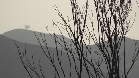 Burned-shrubs-and-bushes-from-the-Thomas-fire-with-two-trees-Ventura-city-landmark-in-distance-1