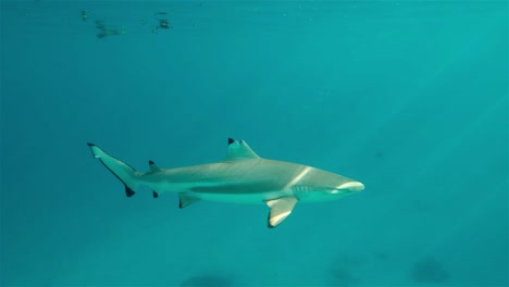 black tip reef shark swimming in clear blue water with a damaged fin