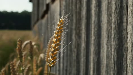 golden wheat stalk by a rustic wooden barn