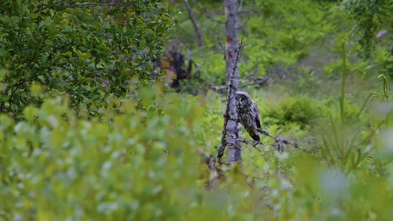 Lonely great grey owl perched on a mossy tree branch in a lush green forest scene