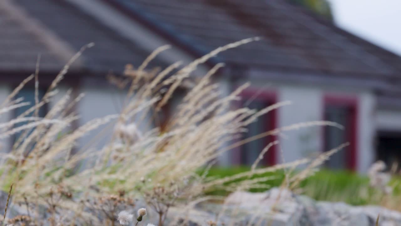 Large truck and car drive past wildflowers in windy Scottish highlands, shallow focus, daylight