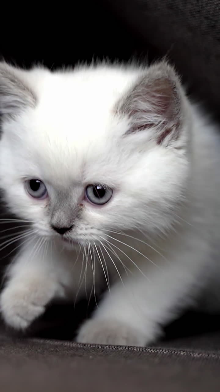 Young playful cat on bed. Adorable cat relaxing on the sofa at home