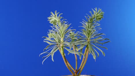 circling exotic plant - bluescreen for compositing