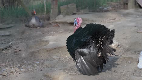 turkey strutting across dusty open farmyard