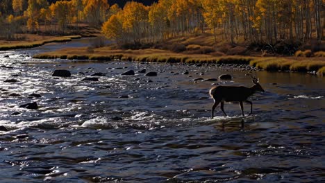 A wide-angle video shot captures a serene autumn landscape with golden trees, a flowing river