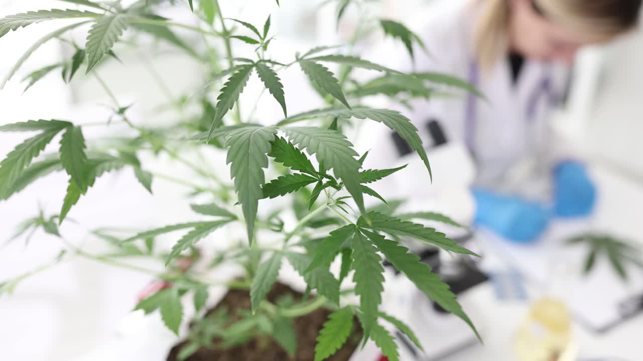 Cannabis plant in a laboratory setting with a researcher in the background