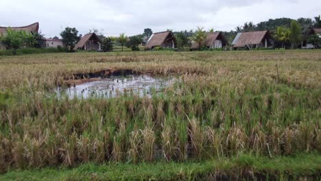 a-frame rural hut bungalows located among bali rice fields