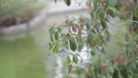 Mangrovenplantage-Im-Tropischen-Mangrovenwald-Im-Tropischen-Feuchtgebiet