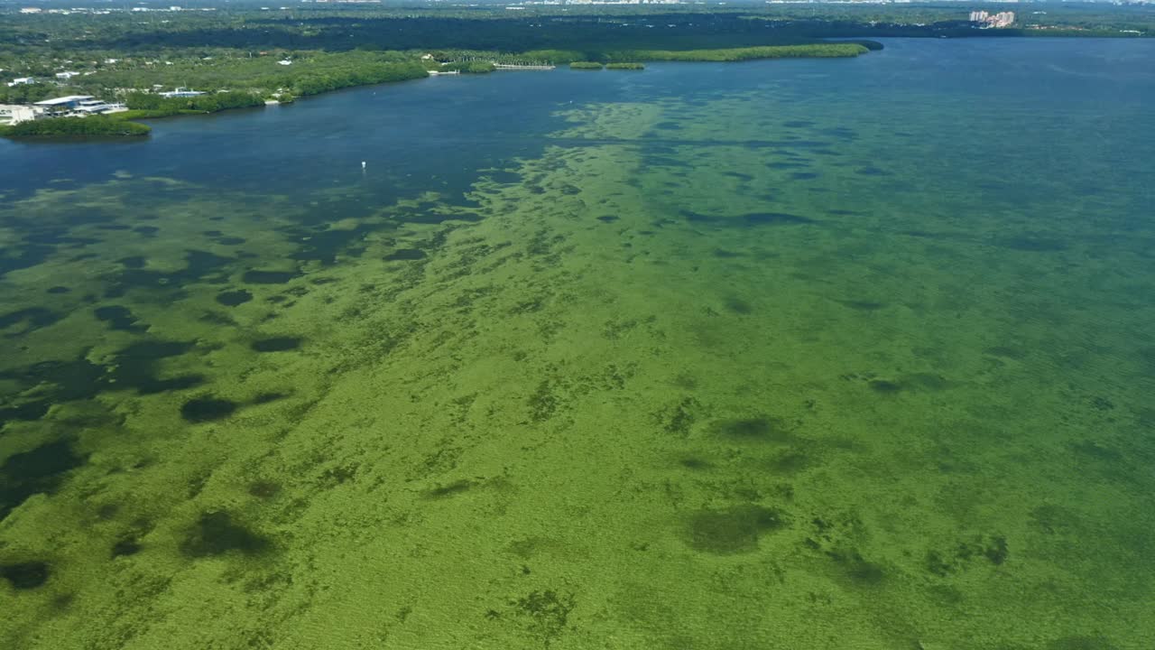 Le acque limpide e poco profonde di una laguna costiera salmastra rivelano la vegetazione subacquea. Fitte foreste di mangrovie costeggiano la riva, con uno sviluppo urbano visibile oltre il paesaggio naturale.